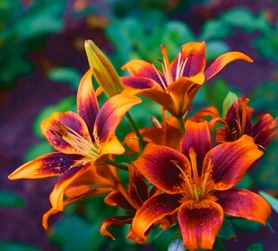 多彩百合花绽放