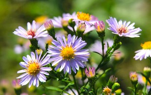 美丽紫白雏菊绽放