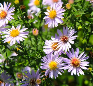 美丽紫菀花绽放