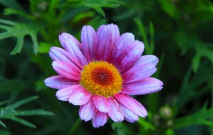 娇艳绽放的粉色雏菊