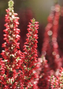 艳丽红穗状花卉特写