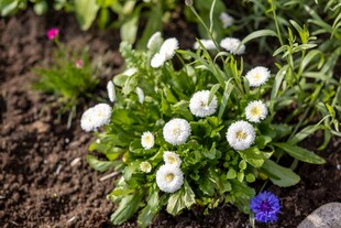白色小花绽放于泥土间