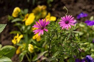 多彩花卉绽放生机