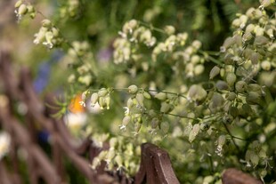 绿叶间的细碎白色小花