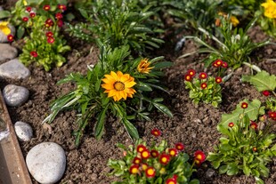 多彩花卉与石径装点的花园