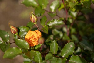 橙黄玫瑰与嫩绿枝叶