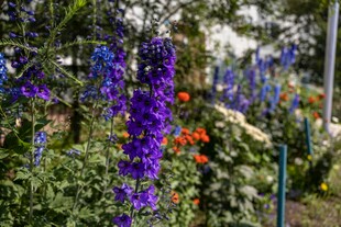 紫色花卉绽放于花园中