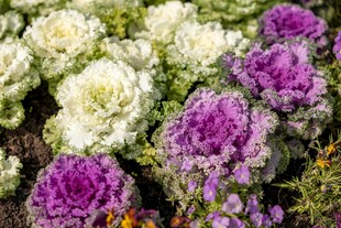 多彩羽衣甘蓝绽放美景