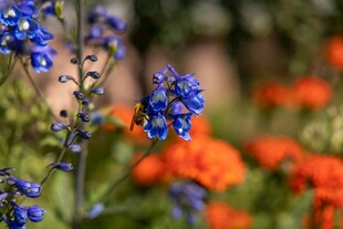 蓝花与橙花相映成趣
