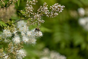 蜜蜂采蜜于白色小花间