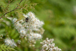 枝头白花上的黑色昆虫