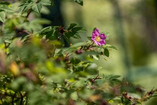 娇艳紫花绽于绿叶间