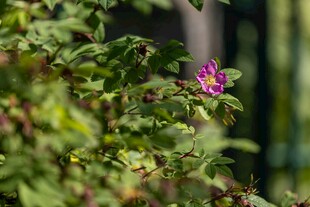 绿叶丛中的娇艳紫色花朵