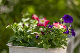 花盆中的多彩矮牵牛花