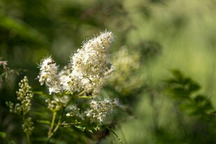白色花卉特写 清新自然