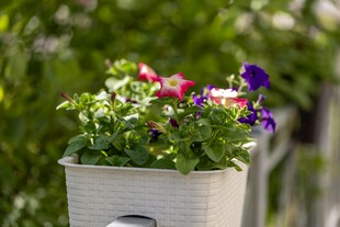 白色花器中的多彩花卉