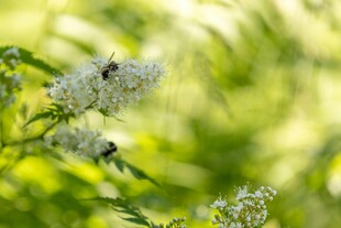 蜜蜂采蜜于白色花丛间