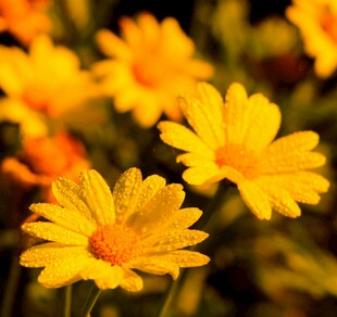 绽放的金黄小雏菊