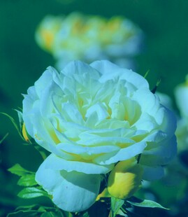 清新淡雅白玫瑰绽放