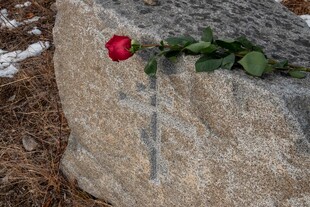 石上红玫瑰 静美且孤寂