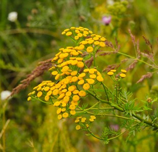 野外黄色小花绽放