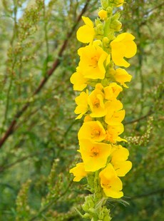 金黄毛蕊花绽放于绿野