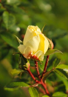 黄玫瑰绽放于绿叶间