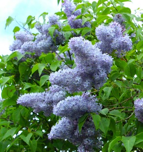 紫丁香绽放的美丽瞬间