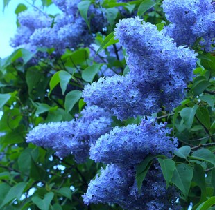 紫丁香绽放的美丽时刻