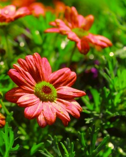 鲜艳橘色雏菊绽放于绿草间