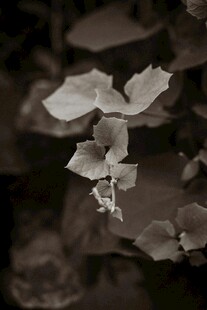 黑白视角下的精致叶片