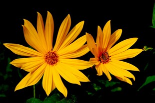 两朵明艳黄色花朵绽放