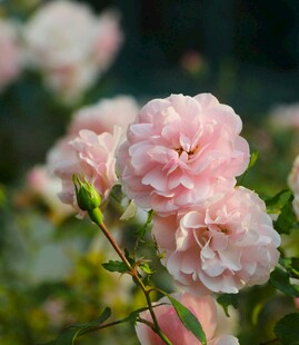 娇艳粉色月季花绽放