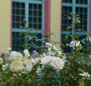 窗前绽放的白色月季花