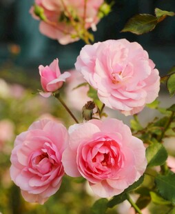 娇艳粉色月季花绽放