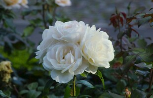 洁白绽放的优雅白玫瑰