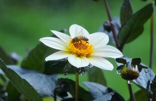 白色花朵上的蜜蜂