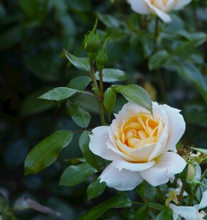 白色黄芯玫瑰花特写