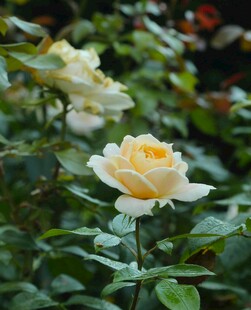 黄玫瑰绽放于绿叶间