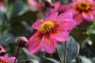 娇艳粉色大丽花绽放