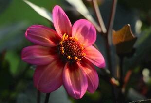 娇艳绽放的美丽粉色花朵