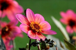 娇艳大丽花绽放