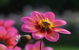 娇艳粉色大丽花特写