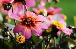 娇艳粉色大丽花绽放