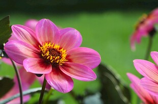 娇艳绽放的粉色大丽花