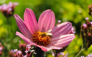 娇艳绽放的粉色花朵