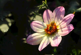 粉色花朵上的蜜蜂