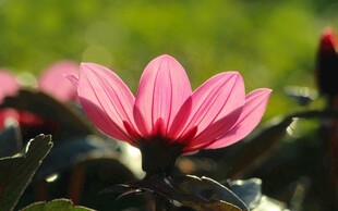 娇艳粉色花朵特写