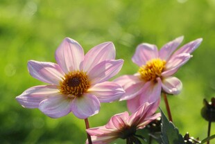 两朵柔美绽放的粉色花朵