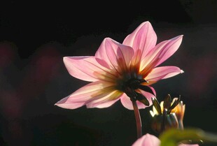 娇艳绽放的粉色大丽花